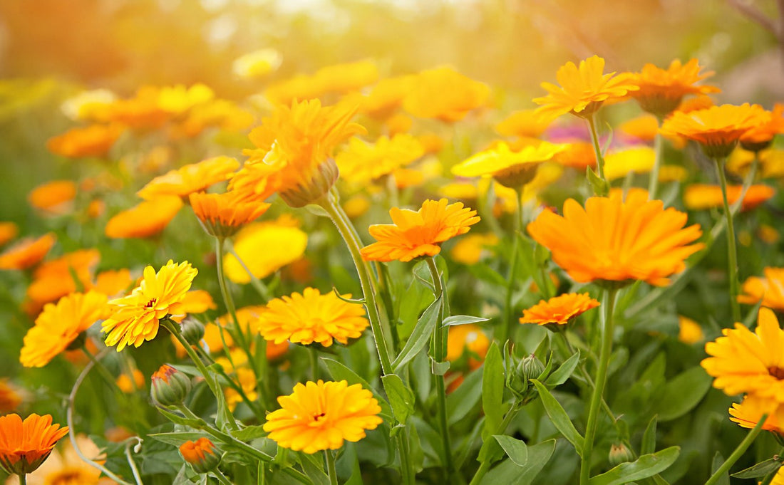 CALENDULA THE POWERHOUSE HERB